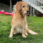 Tara Koehler-Klevecz - @life_love_rescue - Instagram