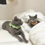 たらことかつお - @tarako_katsuo - Instagram