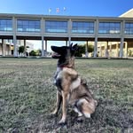 Tara - @tara_le_malinois - Instagram