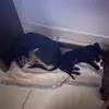 taralica1 - @taralica1 - TikTok