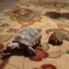 Tara Leppert - @taraleppert - TikTok