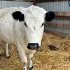 Tara Lujan - @idahofarminfun - TikTok