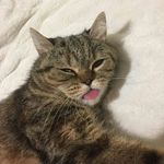 Tara Meowsephina Lyon - @tara.meowsephina - Instagram