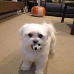 Tara McCrone - @mccronetara - Instagram