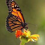 Tara McLaughlin - @butterflywaystation - Instagram