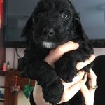 Tara Mcmanus - @tara_the_pup_ - Instagram