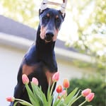 Noah, Rani, and Tara Dobermans - @gettoknow_noah_rani_tara - Instagram