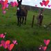 Tara Odonnell - Facebook