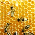 🐝عسل ارگانیک "هانی تارا" - @honey__tara - Instagram
