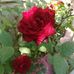 Tara Osman - Facebook