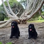 Tara & Pepper (mini) Groodles - @tara_pepperminigroos - Instagram