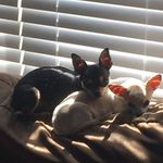Tara Rapp - @mommy4xo - Instagram