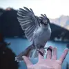 am0pd - @tararaven - TikTok