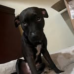 🐕‍🦺Tara Raven💜 - @tara_thepitty - Instagram