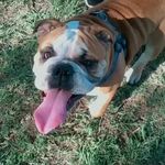 𝐑𝐨𝐜𝐜𝐨🐶 - @rocco._tara - Instagram