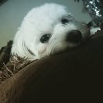 Tara Sabbagh - @tingara_mingara - Instagram