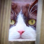 Tara Schaffer - @copious_cattitude - Instagram