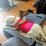 Tara Boyd Schuster - @taraboydschuster - Instagram
