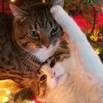 Tara Seiler - @meecy_and_boots - Instagram