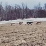 Taras-Hell-Hounds - @taras_hell_hounds - Instagram