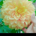 Tarashima - @tarashima6 - Instagram