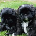 TarashimaShihTzu - @tarashima_shihtzu - Instagram
