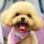 Tara Short - @dogdesignertara - Instagram