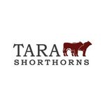 Tara Shorthorns - @tara_shorthorns - Instagram