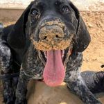 Tara - @tara_shorthaired_pointer - Instagram