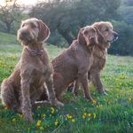 Cowboy, Basil & Thyme - @tarah.strachan - Instagram