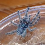Tarantulas Switzerland 🕸💯 - @tarantulasswitzerland - Instagram