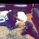 Tara & Tyson - @tara_tyson_therottweilers - Instagram