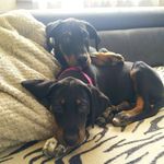 Tara et Tyson - @tara_et_tyson_ - Instagram