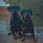 Tyson & Tara die Rottie's - @tyson_und_tara_die_rotties - Instagram