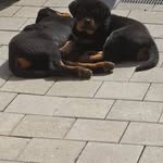 Tyson&Tara - @tara_tyson_the_rottis - Instagram