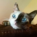Skylla & Tribe (Tara Upton) - @skylla.with.2.faces - Instagram