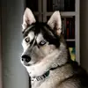 taravidakovic101 - @tarav101 - TikTok
