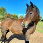 Michelle - owner - @tara_welsh_c - Instagram