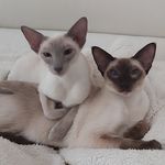 Winston and Tara - @winstonandtara - Instagram