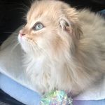 Winston Premal & Tara d'I-Karma, Michka de Liberty Valley - @winston_tara_michka - Instagram