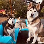 Tara Wolfe - @treshuskies - Instagram