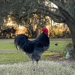 Tara Wolfe Ken Wolfe - @florida.freeloader.farm - Instagram