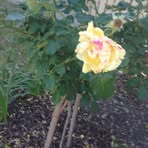 Tarah Wright - Facebook
