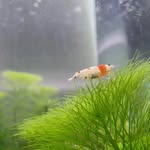 Tarek Iskander - @visydneyshrimps - Instagram