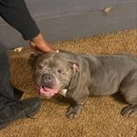 Tarik Campbell-Jones - @foundation1kennel - Instagram