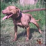 Tariq Cameron - @tlcpetsupply - Instagram