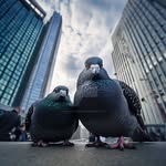 Joseph Shittien Tariq - @tariqjosephshittien - Instagram