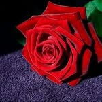 Reem - @tariq.manna - Instagram