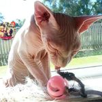 @tariqmossa87 - Instagram