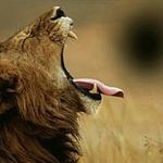 Qamar Tariq - @qamar_tariq - Instagram